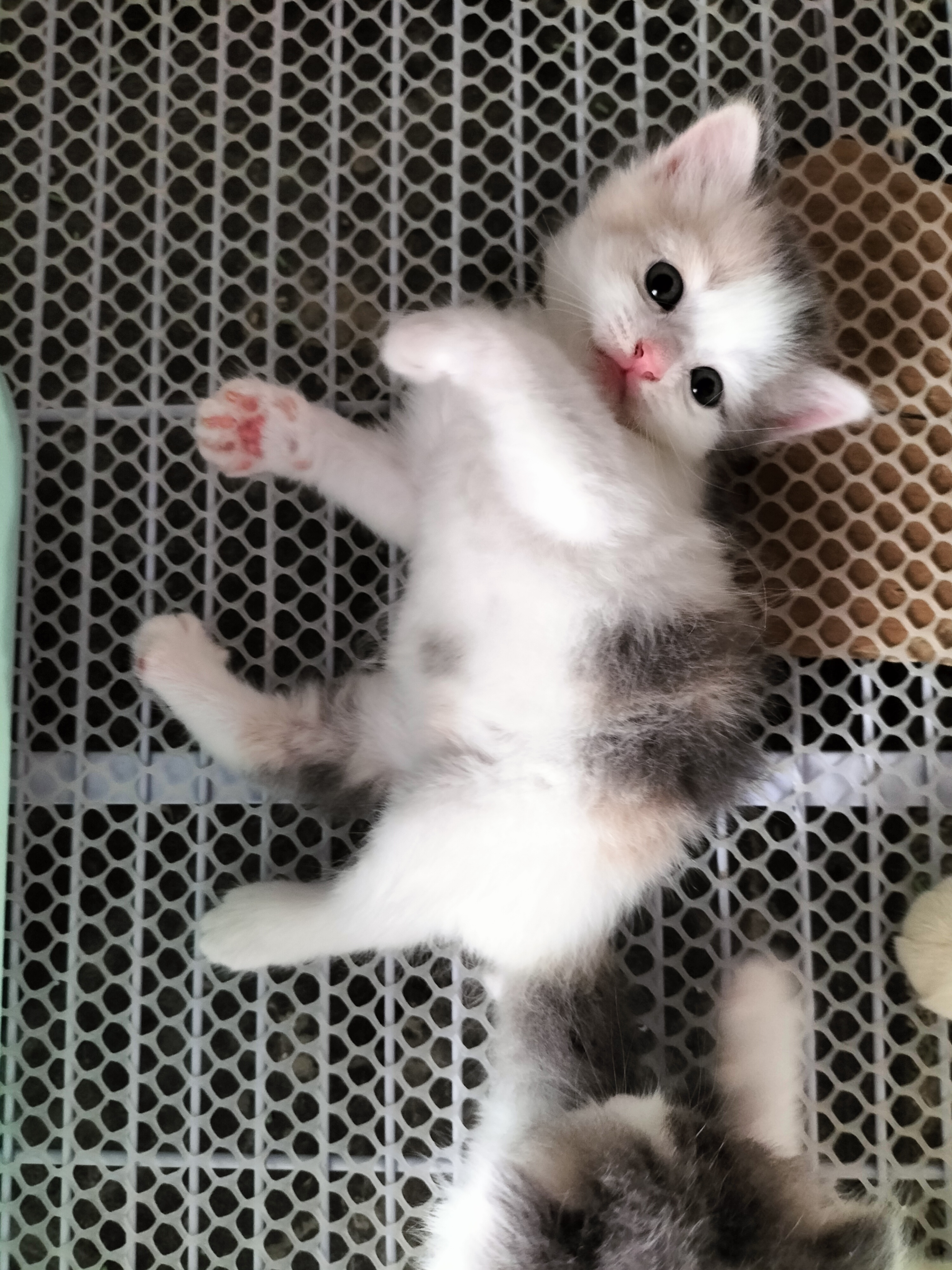 三花妹妹